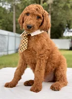 Ernest - F1b Standard Male , a male Goldendoodle for sale in Frostproof, FL – 2 of 9