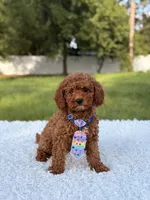 Atlas - Cavapoo, a male Cavapoo for sale in Frostproof, FL – 10 of 10