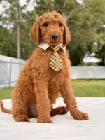Ernest - F1b Standard Male , a male Goldendoodle for sale in Frostproof, FL – 9 of 9