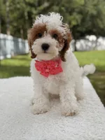 Flower , a female Cavapoo for sale in Frostproof, FL – 8 of 9
