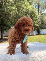 Timón - Mini F1bb, a male Miniature Goldendoodle for sale in Frostproof, FL – 7 of 10