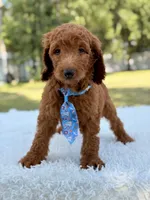 Dusty F1b Standard Goldendoodle , a male Goldendoodle for sale in Frostproof, FL – 5 of 8