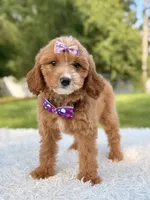 Amaya , a female Cavapoo for sale in Frostproof, FL – 5 of 10