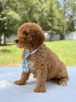 Trevor - F1b Mini Goldendoodle Male, a male Miniature Goldendoodle for sale in Frostproof, FL – 3 of 10