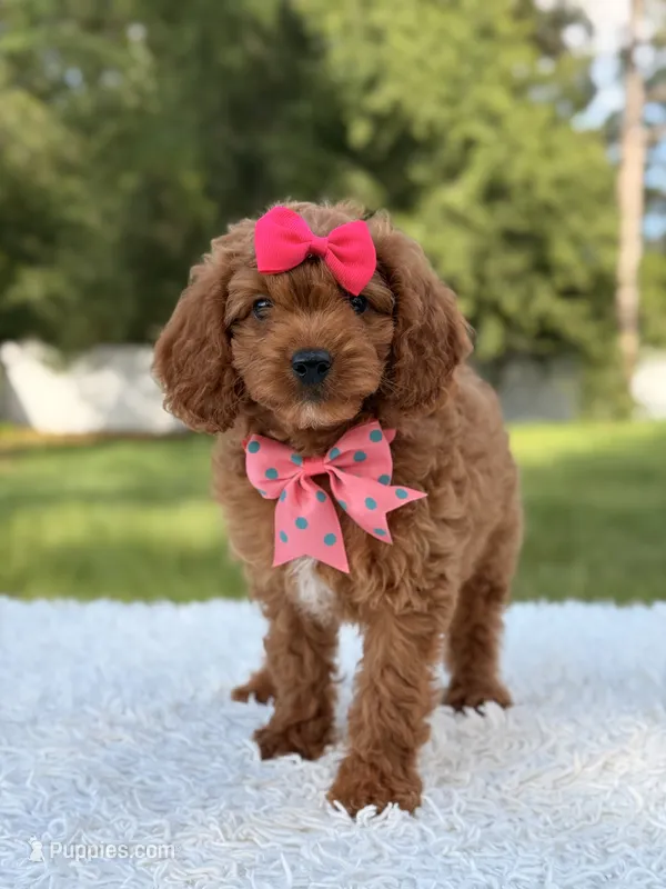 Ariel  – Cavapoo puppy for sale in Frostproof, FL