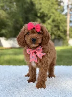 Ariel , a female Cavapoo for sale in Frostproof, FL – 1 of 10