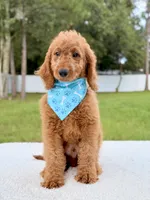 Harris , a male Goldendoodle and Miniature Goldendoodle for sale in Frostproof, FL – 4 of 8