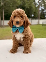 Hero , a female Goldendoodle and Miniature Goldendoodle for sale in Frostproof, FL – 10 of 10