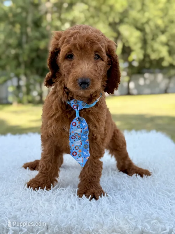 Dusty F1b Standard Goldendoodle  – Goldendoodle puppy for sale in Frostproof, FL