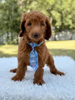 Dusty F1b Standard Goldendoodle , a male Goldendoodle for sale in Frostproof, FL – 1 of 8