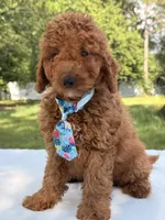 Simba - Mini, a male Miniature Goldendoodle for sale in Frostproof, FL – 2 of 10