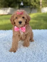 Amber , a female Cavapoo for sale in Frostproof, FL – 2 of 10