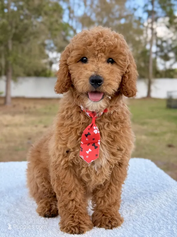 Rover - Mini Male – Miniature Goldendoodle puppy for sale in Frostproof, FL