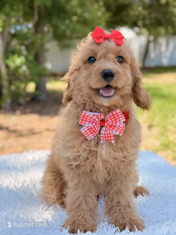 Daisy  – Miniature Goldendoodle puppy for sale in Frostproof, FL