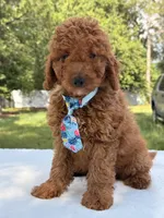 Simba - Mini, a male Miniature Goldendoodle for sale in Frostproof, FL – 8 of 10
