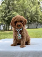 Tyler - F1b Mini Goldendoodle Male, a male Miniature Goldendoodle for sale in Frostproof, FL – 5 of 10