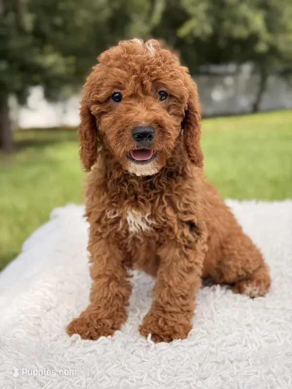 Cosmo - F1bb Mini Goldendoodle  – Miniature Goldendoodle puppy for sale in Frostproof, FL