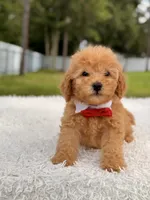 Dylan - F1b Mini Male , a male Miniature Goldendoodle for sale in Frostproof, FL – 4 of 9