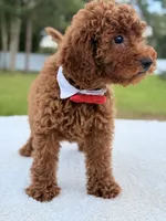 Jimmy F1b Toy, a male Miniature Goldendoodle for sale in Frostproof, FL – 4 of 8