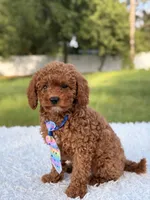 Atlas - Cavapoo, a male Cavapoo for sale in Frostproof, FL – 2 of 10