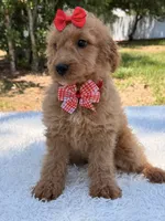 Daisy , a female Miniature Goldendoodle for sale in Frostproof, FL – 5 of 10