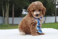 Flynn - Toy / Micro, a male Miniature Goldendoodle for sale in Frostproof, FL – 7 of 10