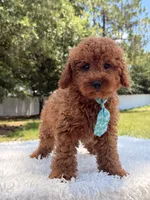 Timón - Mini F1bb, a male Miniature Goldendoodle for sale in Frostproof, FL – 5 of 10