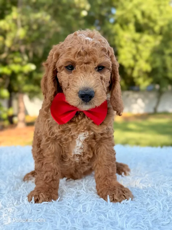 Clark - Medium  – Goldendoodle puppy for sale in Frostproof, FL