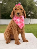Emmy - F1b Standard Female , a female Goldendoodle for sale in Frostproof, FL – 5 of 9