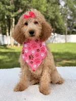 Bella, a female Goldendoodle for sale in Frostproof, FL – 4 of 7