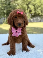 Destiny - F1b Standard Goldendoodle , a female Goldendoodle for sale in Frostproof, FL – 4 of 9