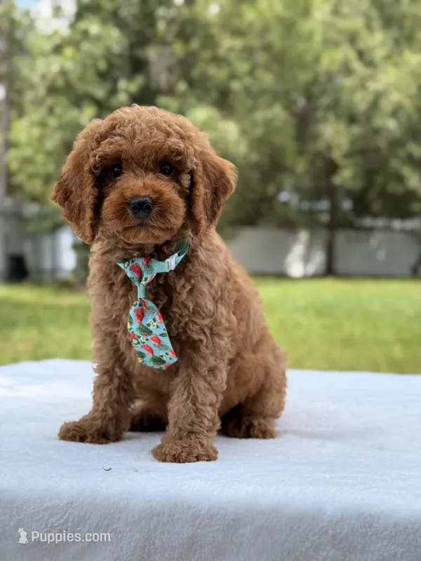 Tyler - F1b Mini Goldendoodle Male – Miniature Goldendoodle puppy for sale in Frostproof, FL