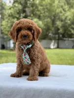 Tyler - F1b Mini Goldendoodle Male, a male Miniature Goldendoodle for sale in Frostproof, FL – 1 of 10