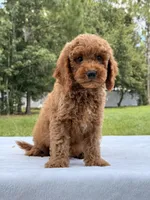 Tyler - F1b Mini Goldendoodle Male, a male Miniature Goldendoodle for sale in Frostproof, FL – 9 of 10