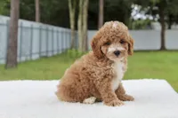 Flynn - Toy / Micro, a male Miniature Goldendoodle for sale in Frostproof, FL – 6 of 10