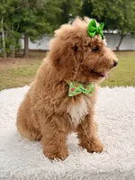 Elsa , a female Miniature Goldendoodle for sale in Frostproof, FL – 7 of 8