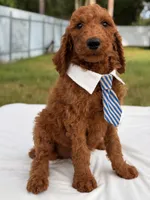 Espresso - F1b Standard Goldendoodle , a male Goldendoodle for sale in Frostproof, FL – 2 of 8