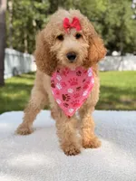 Bella, a female Goldendoodle for sale in Frostproof, FL – 2 of 7