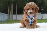 Flynn - Toy / Micro, a male Miniature Goldendoodle for sale in Frostproof, FL – 3 of 10