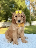 Callie - Medium , a female Goldendoodle for sale in Frostproof, FL – 1 of 9