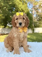 Callie - Medium , a female Goldendoodle for sale in Frostproof, FL – 5 of 9