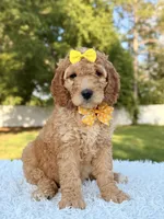 Callie - Medium , a female Goldendoodle for sale in Frostproof, FL – 2 of 9