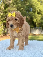 Callie - Medium , a female Goldendoodle for sale in Frostproof, FL – 3 of 9