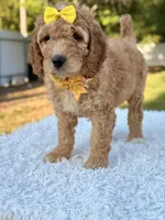 Callie - Medium , a female Goldendoodle for sale in Frostproof, FL – 8 of 9