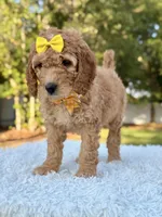 Callie - Medium , a female Goldendoodle for sale in Frostproof, FL – 4 of 9