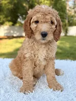 Callie - Medium , a female Goldendoodle for sale in Frostproof, FL – 6 of 9
