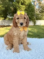 Callie - Medium , a female Goldendoodle for sale in Frostproof, FL – 9 of 9