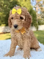 Callie - Medium , a female Goldendoodle for sale in Frostproof, FL – 7 of 9