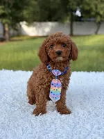Atlas - Cavapoo, a male Cavapoo for sale in Frostproof, FL – 5 of 10