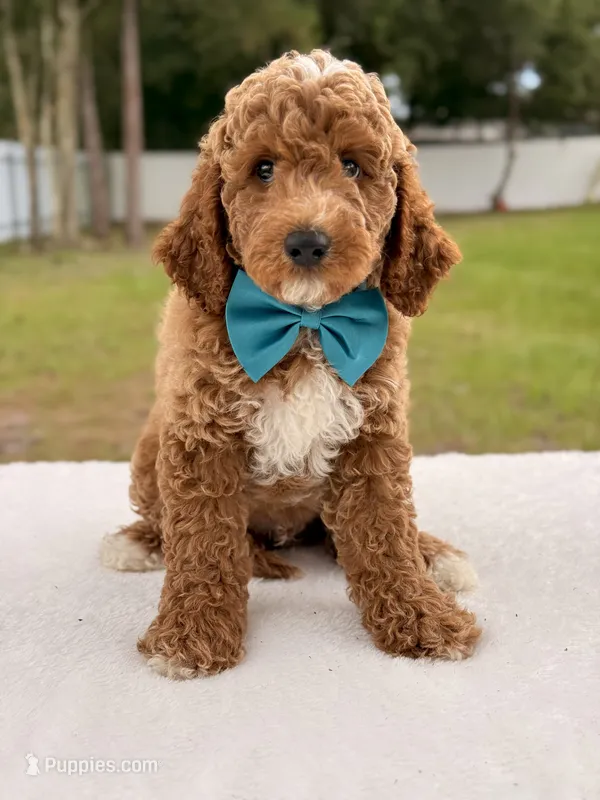 Hero  – Goldendoodle, Miniature Goldendoodle puppy for sale in Frostproof, FL